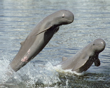 dolphins jumping