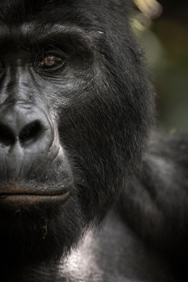 Gorilla_WW1481891.jpg