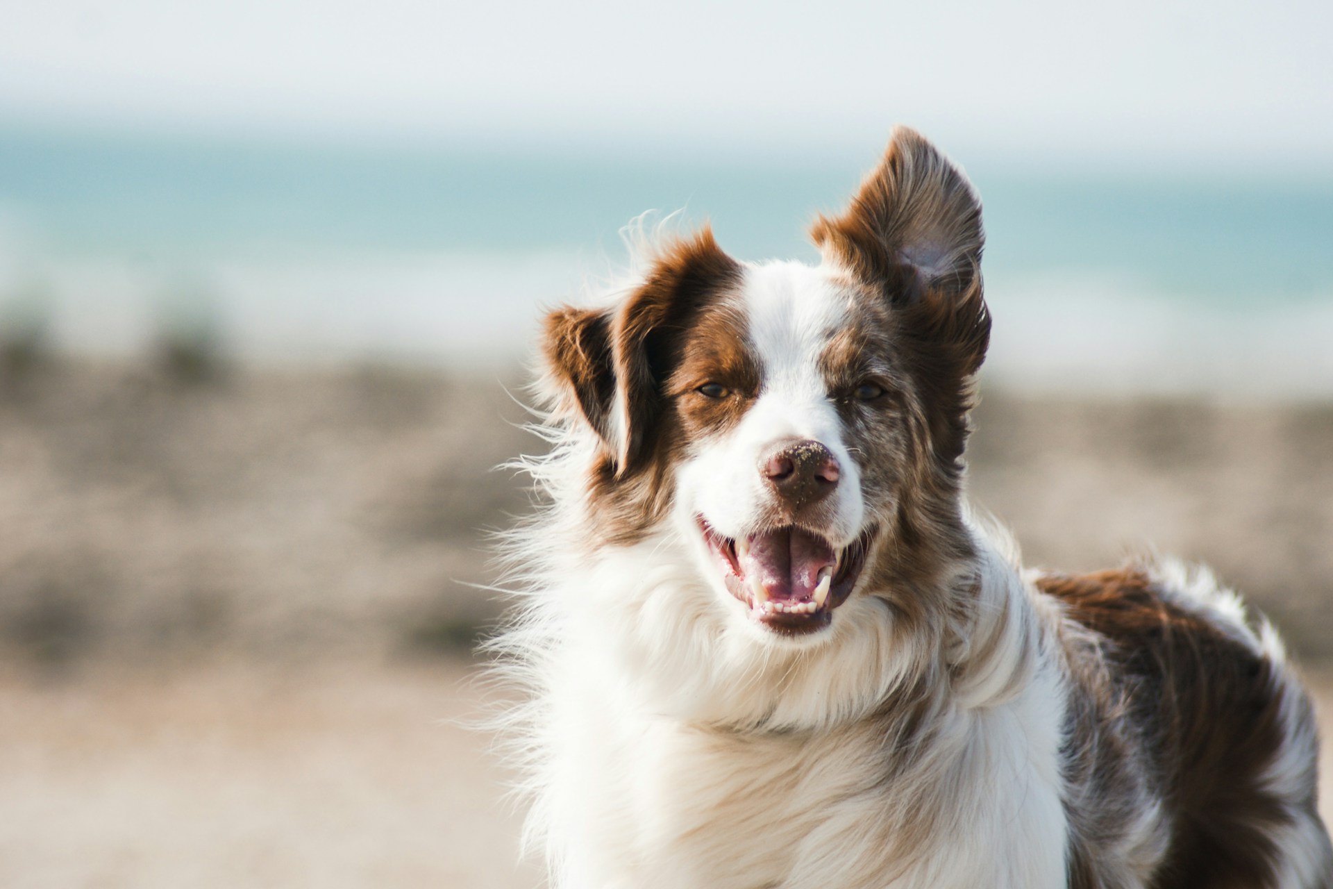 Hundepension eröffnen: Voraussetzungen, Anleitung & Businessplan